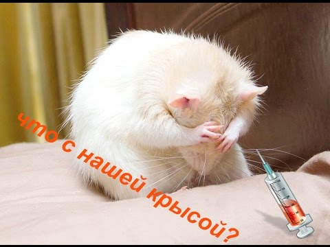 Видео: У нас заболела крыса. Лечим Кристину.....