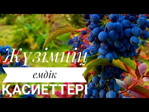 Видео: Жүзімнің емдік қасиеті.Пайдалы кеңес