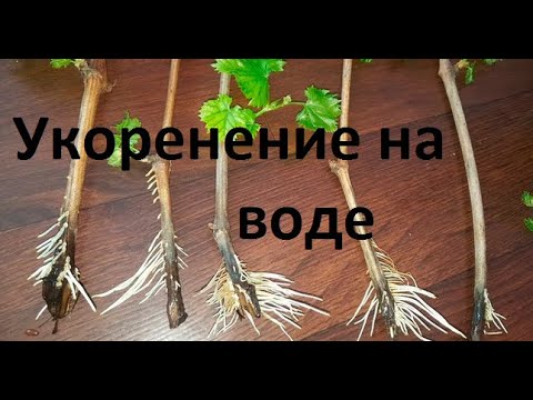 Видео: Укоренение винограда на воде