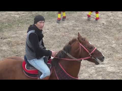 Видео: 11 11 2023 кокпар Сарыағаш Айтөре мырза