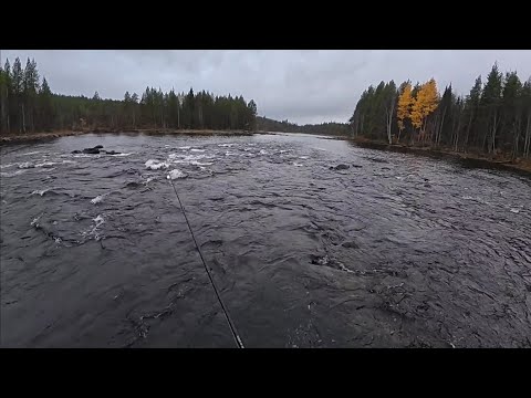 Видео: Утренний выезд на рыбалку со спиннингом р.Колвица 08.10.2025г/Morning fishing with a spinning