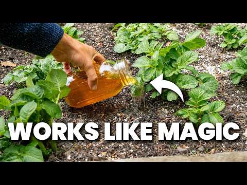 Видео: Рост ваших растений ускорится с этим