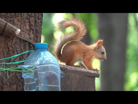 Видео: Про белок. И немного о себе. Случай в парке / About squirrels. And a little bit about yourself