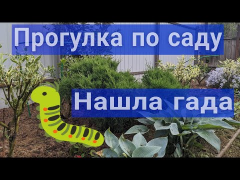 Видео: 2 июня 2024 Мои Гортензии/Слизни ЖРУТ Всё - вредители активизировались