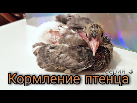 Видео: Кормление птенца.Пискун голубя 18 дней.Feeding the chick.Pigeon squeaker 18 days