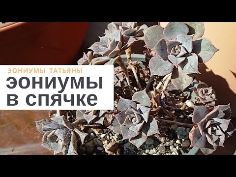 Видео: Эониумы в спячке