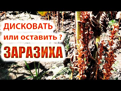 Видео: ЗАРАЗИХА 🛑 НА ПОДСОЛНЕЧНИКЕ 🌻 - ЧТО ДЕЛАТЬ !?? | SUNFLOWER Orobanche - WHAT TO DO ?!