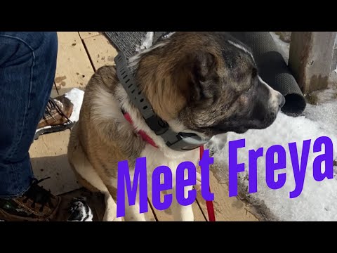 Видео: Знакомьтесь, наша будущая собака-хранитель скота! Наш новый щенок армянской породы гампр