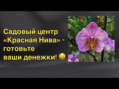 Видео: Садовый центр «Красная Нива» - едем за орхидеями! 🔥🌸