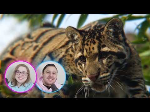 Видео: Casual Geographic — Невероятно сложный мир кошек | РЕАКЦИЯ Эли и Жаклин