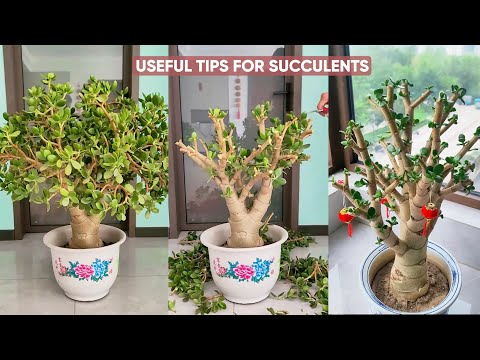Видео: Уход за суккулентами для начинающих: простые шаги, чтобы сохранить ваши растения ЖИВЫМИ!