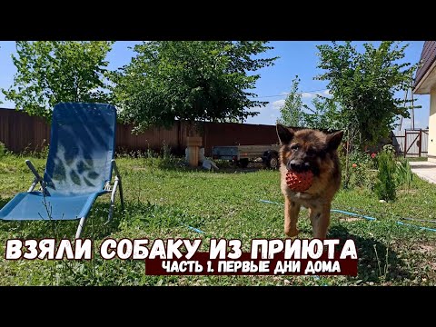 Видео: Мы взяли собаку из приюта / Первые 2 недели дома