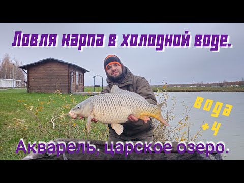 Видео: Ловля карпа в холодной воде. Карпфишинг в Беларуси. Акварель, царь озеро.
