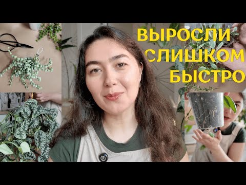 Видео: БЕСПОЩАДНО черенкую и ВЫБРАСЫВАЮ РАСТЕНИЯ | ВРЕМЯ обновлять РАСТЕНИЯ, которые ВЫРОСЛИ слишком БЫСТРО