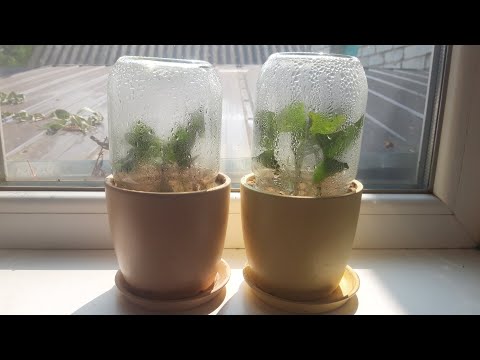 Видео: Как размножить сливы и абрикос зелёными черенками - моя первая попытка