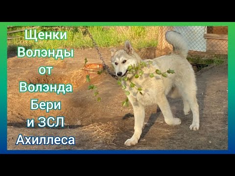 Видео: ДЕНЬ ЗА ДНЁМ -- Рост и взросление щенков-волэндов от ЗСЛ АХИЛЛЕСА и Волэнда БЕРИ