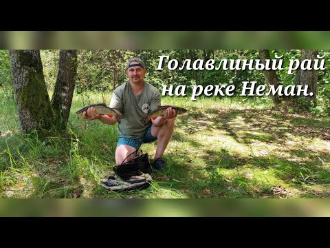 Видео: Голавлиный рай на реке Неман. Ловля на классическую полудонку!