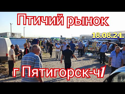 Видео: Голуби цены Птичий рынок г Пятигорск-ч1