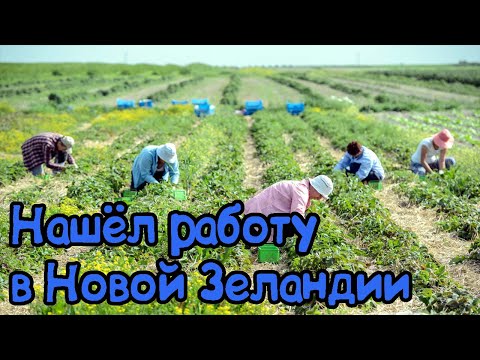 Видео: Как уехать заграницу. Нашёл работу в Новой Зеландии. Работа на Ферме