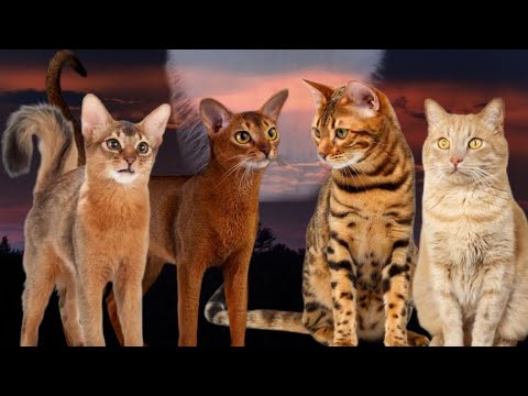 Видео: Коты Воители - Путь Древесного племени/ финал!!!