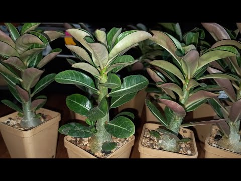 Видео: #адениум 3 месяца сеянцам.