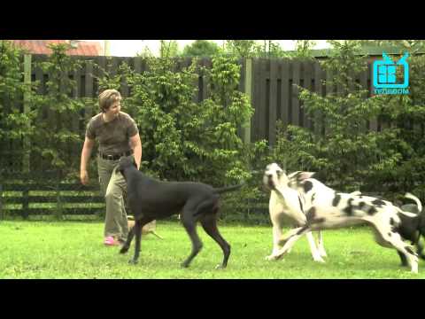 Видео: С хозяином рядом.Немецкие доги