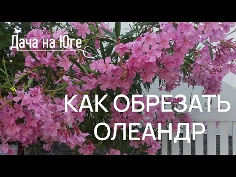 Видео: Дача на Юге - Обрезка Олеандра Часть 1