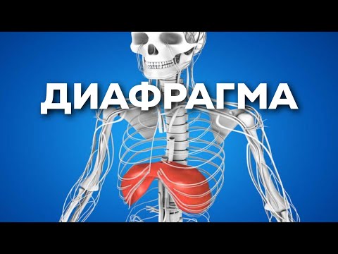 Видео: Диафрагма бұлшық еті