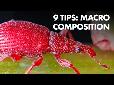 Видео: Мои 9 лучших советов по композиции для макросъемки