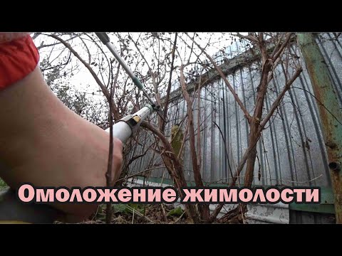 Видео: Практическое пособие по омоложению жимолости