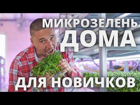 Видео: Микрозелень дома методы выращивания огород на окне в квартире на балконе мини огород на балконе