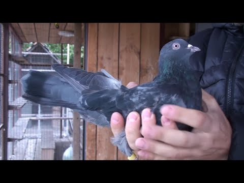 Видео: Головне не стати на шлях "в нікуди" 2ч