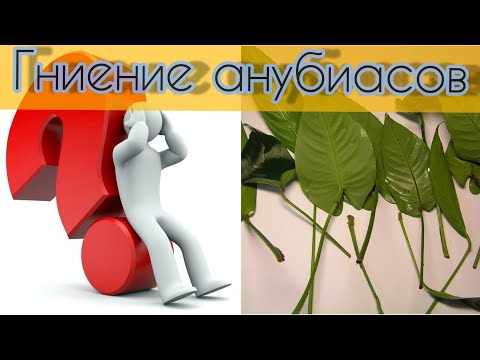 Видео: Отгнивают листья анубиаса!