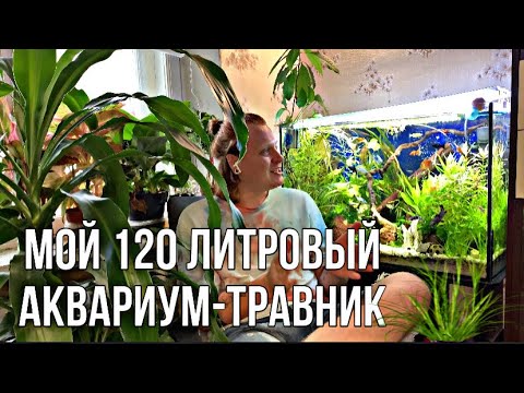 Видео: Мой аквариум - травник на 120 литров с кучей рыбы!Рассказываю и показываю без прикрас.