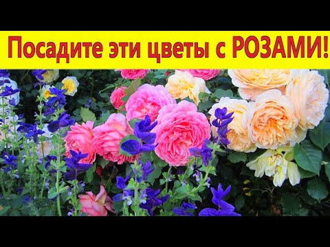 Видео: Посадите эти цветы с РОЗАМИ! Лучшие компаньоны роз в саду.