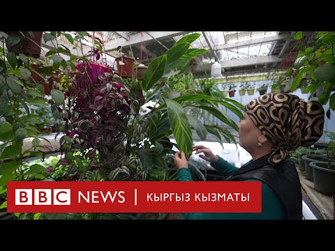 Видео: Он миң гүл: Гүлгө оронгон Гүлназ - BBC Kyrgyz