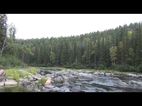 Видео: Профессиональная РЫБАЛКА на ХАРИУСА ТАЙМЕНЯ река СИБИРИ ТАЙГА ЗАХОД 7 Счастливые люди 2023 Исходник