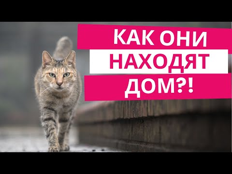 Видео: Как кот нашёл дом за 300 км — наука в шоке!