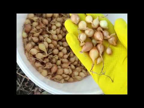 Видео: Правильная посадка ЛУКА под ЗИМУ ! Лук без стрелок это реально !? Главные ошибки при посадке ЛУКА !