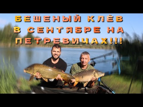Видео: Ловля карпа в сентябре. Бешеный клёв карпа осенью на водоёме Петревичи.