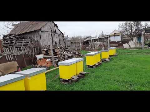 Видео: Відводок на плідну матку!