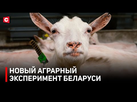 Видео: Лучшее молоко и сыры на любой вкус! Козоводство Беларуси выходит на новый уровень