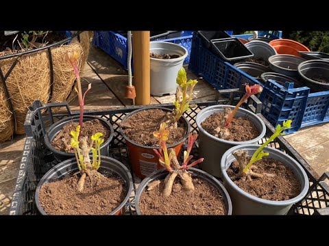Видео: ГЕОРГИНЫ! ЧЕРЕНКОВАНИЕ перед посадкой в горшок! How to take dahlia cuttings .