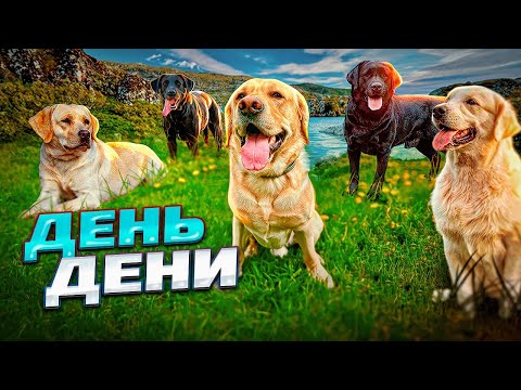 Видео: Самый лучший день в жизни Дени. Встретили кучу лабрадоров. Покупаем в магазине все, что захочет Дени