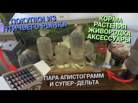 Видео: ПОКУПКИ ИЗ ПТИЧЬЕГО РЫНКА САДОВОДА МОСКВА (ВЕСНА 2023) l РАСТЕНИЯ, КОРМ, КУЧА ЖИВОРОДКИ, АКСЕССУАРЫ