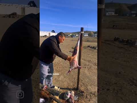 Видео: Шұруқ аулы