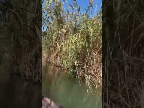 Видео: Рыбалка в протоках балхаша