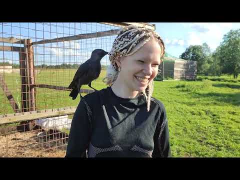 Видео: Каникулы в Сирине глазами волонтеров.