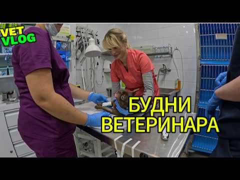 Видео: День работы ветеринарного врача хирурга за 6 минут
