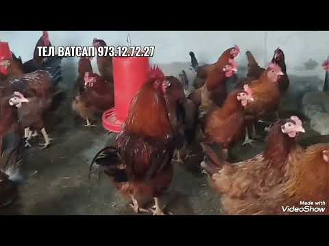 Видео: Мурги Ломан-браун Корейски тухми фуруши дар ш.Бохтар мархамад 